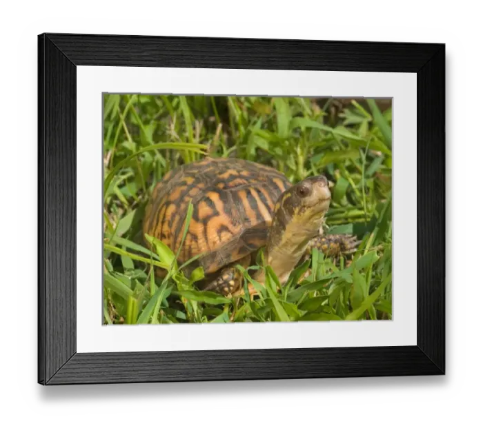 Framed Print : Eastern box turtle Terrapene c. carolina Kettle River, MN Maresa Pryor Framed Print : Eastern box turtle Terrapene c. carolina Kettle River, MN Maresa Pryor