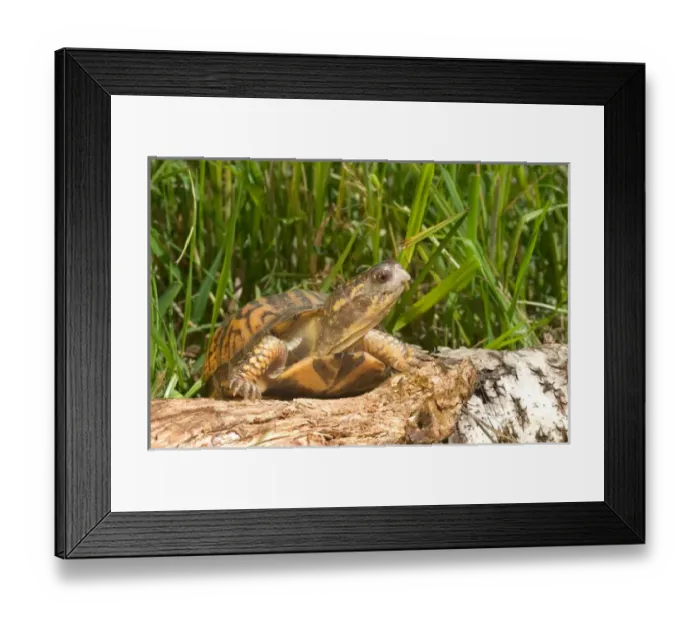 Framed Print : Eastern box turtle Terrapene c. carolina Kettle River, MN Maresa Pryor Framed Print : Eastern box turtle Terrapene c. carolina Kettle River, MN Maresa Pryor