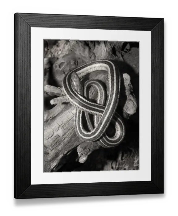 Framed Print : Eastern garter snake on log Thamnophis s. sirtalis Kettle River, MN