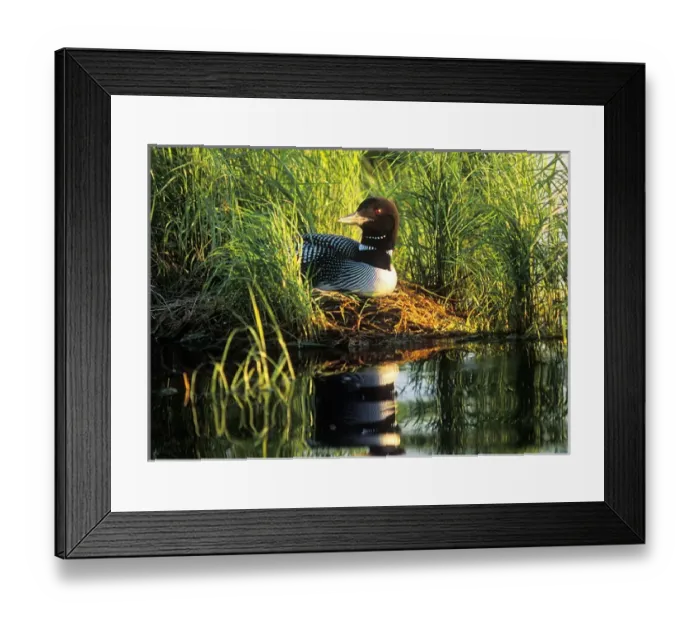 Framed Print : USA, Minnesota, Common Loon, Nest, Leech Lake Framed Print : USA, Minnesota, Common Loon, Nest, Leech Lake