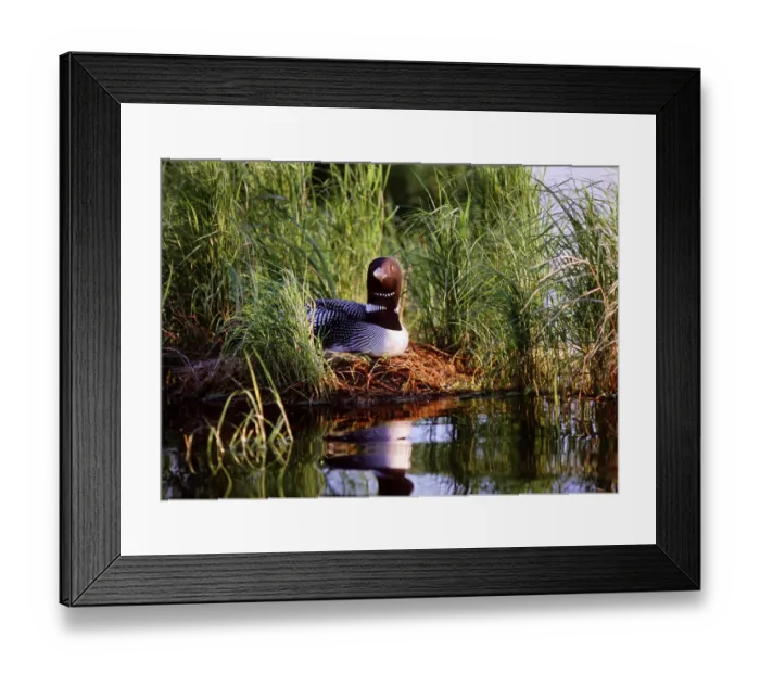 Framed Print : USA, Minnesota, Common Loon, Nest, Leech Lake Framed Print : USA, Minnesota, Common Loon, Nest, Leech Lake