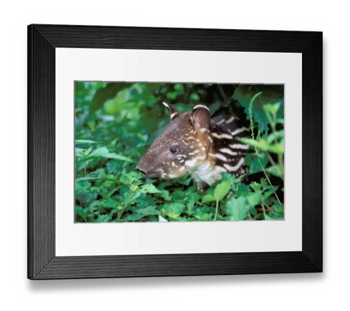 Framed Print : South America, Ecuador, Amazon. Brazilian Tapir Young (Taprus terres tris) Framed Print : South America, Ecuador, Amazon. Brazilian Tapir Young (Taprus terres tris)