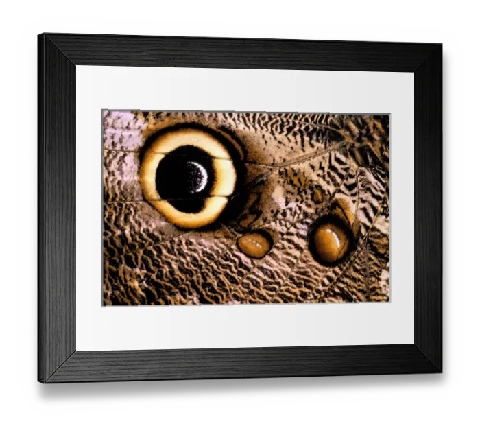 Framed Print : South America, Ecuador. Owl butterfly wing (Caligo sp)