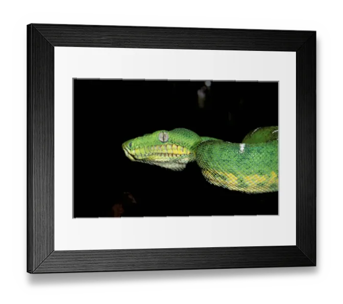 Framed Print : South America, Ecuador, Amazon. Emerald tree boa (Corallus caninus) Framed Print : South America, Ecuador, Amazon. Emerald tree boa (Corallus caninus)