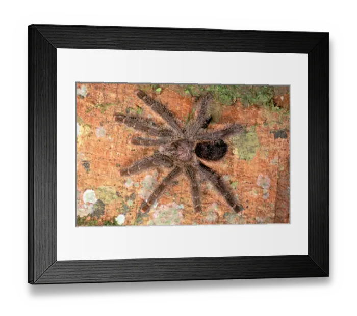 Framed Print : South America, Ecuador, Amazon. Tarantula (Theraphosidae) Framed Print : South America, Ecuador, Amazon. Tarantula (Theraphosidae)