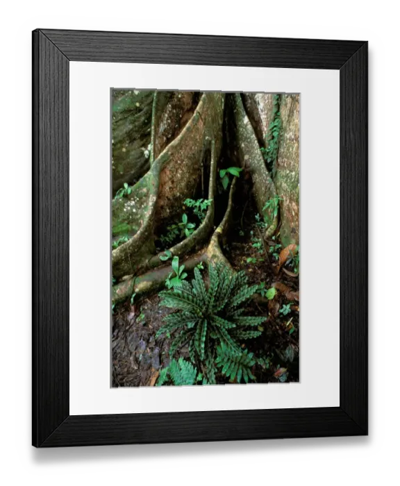 Framed Print : South America, Ecuador, Amazon. Buttress Root (Ficus sp) Framed Print : South America, Ecuador, Amazon. Buttress Root (Ficus sp)
