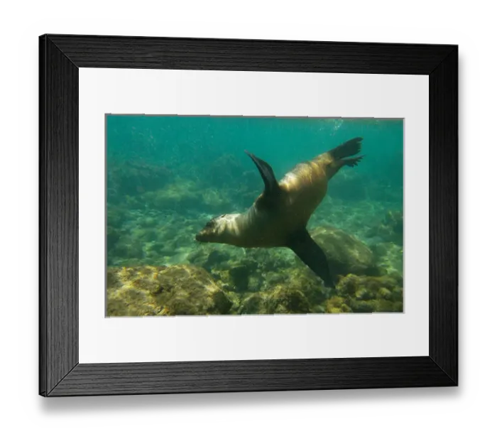 Framed Print : Galapagos sealion (Zalophus wollebaeki), Gardner Bay, Espanola (Hood) Island, Galapagos Islands Framed Print : Galapagos sealion (Zalophus wollebaeki), Gardner Bay, Espanola (Hood) Island, Galapagos Islands