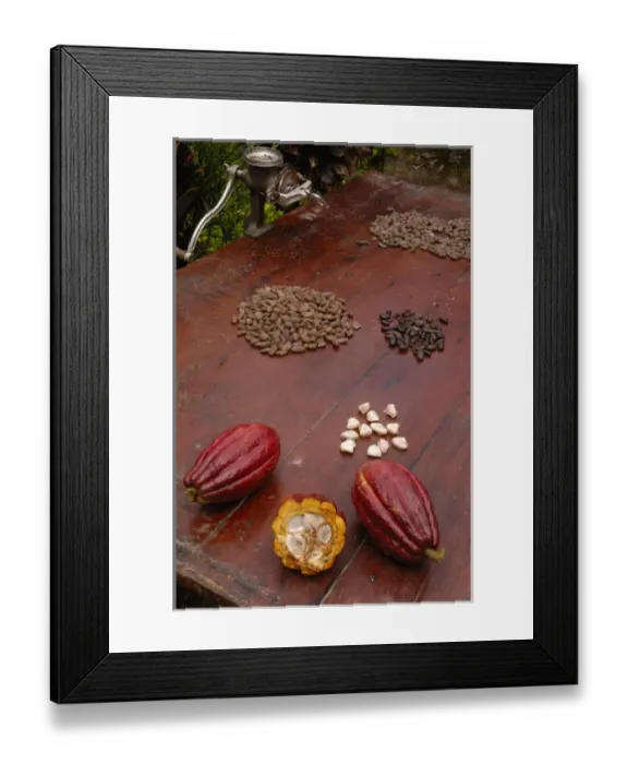 Framed Print : Stages of chocolate production. Image shows whole cocoa pod (Theobroma cacao), split