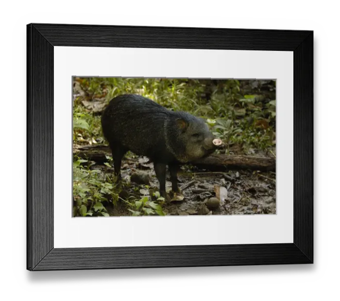 Framed Print : Collared Peccary (Tayassu tajacu) a Amazon Rain Forest. ECUADOR. South America Framed Print : Collared Peccary (Tayassu tajacu) a Amazon Rain Forest. ECUADOR. South America