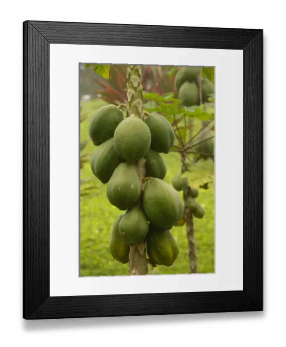 Framed Print : Papaya (Carica papaya) crop ECUADOR. South America Framed Print : Papaya (Carica papaya) crop ECUADOR. South America