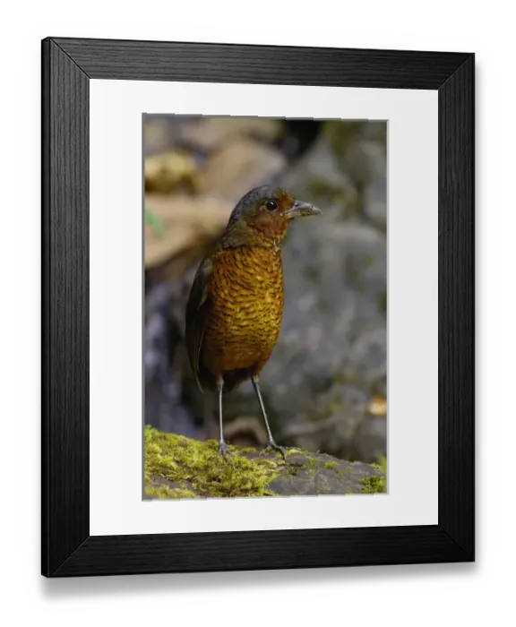 Framed Print : Giant Antpitta (Grallaria gigantea) juvenile. Antpittas are generally shy understory Framed Print : Giant Antpitta (Grallaria gigantea) juvenile. Antpittas are generally shy understory