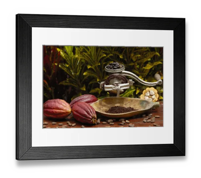 Framed Print : Stages of chocolate production. Image shows whole cocoa pod (Theobroma cacao), split