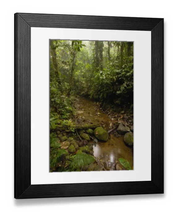 Framed Print : Primary forest, Western slope of Andes ECUADOR. South America Framed Print : Primary forest, Western slope of Andes ECUADOR. South America