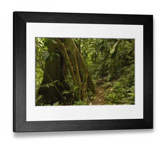 Framed Print : Primary forest, Western slope of Andes ECUADOR. South America