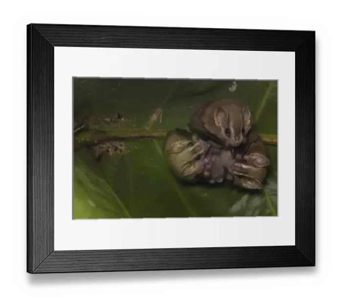 Framed Print : Large Fruit-eating bat (Artibeus sp) Fam: Stenodermatinae Found roosting under Framed Print : Large Fruit-eating bat (Artibeus sp) Fam: Stenodermatinae Found roosting under