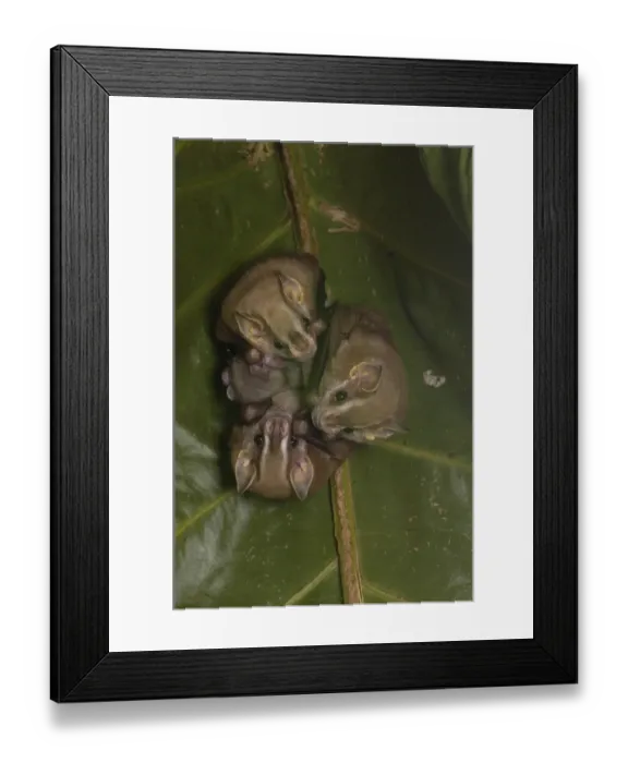 Framed Print : Large Fruit-eating bat (Artibeus sp) Fam: Stenodermatinae Found roosting under Framed Print : Large Fruit-eating bat (Artibeus sp) Fam: Stenodermatinae Found roosting under
