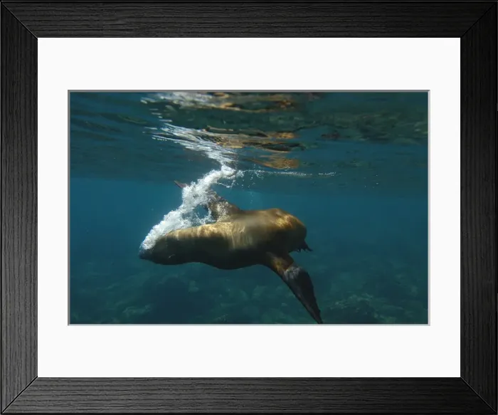 Framed Print : Galapagos sealion (Zalophus wollebaeki) Gardner Bay, Espaaa'ola (Hood) Island Framed Print : Galapagos sealion (Zalophus wollebaeki) Gardner Bay, Espaaa'ola (Hood) Island
