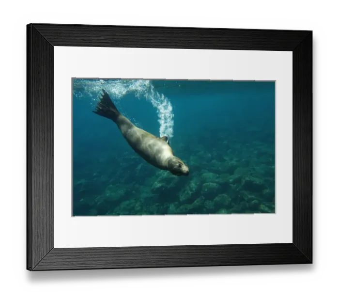 Framed Print : Galapagos sealion (Zalophus wollebaeki) Gardner Bay, Espaaa'ola (Hood) Island Framed Print : Galapagos sealion (Zalophus wollebaeki) Gardner Bay, Espaaa'ola (Hood) Island