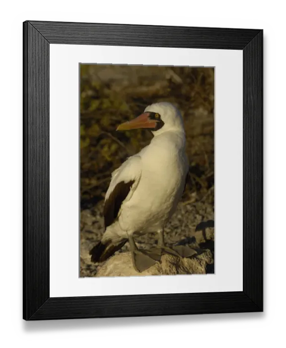 Framed Print : Nazca booby (formerly Masked booby) (Sula granti) Tower (Genovesa) Island Framed Print : Nazca booby (formerly Masked booby) (Sula granti) Tower (Genovesa) Island