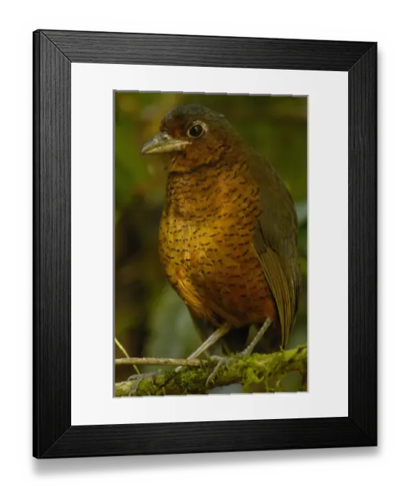 Framed Print : Giant Antpitta (Grallaria gigantea) juvenile. Antpittas are generally shy understory Framed Print : Giant Antpitta (Grallaria gigantea) juvenile. Antpittas are generally shy understory