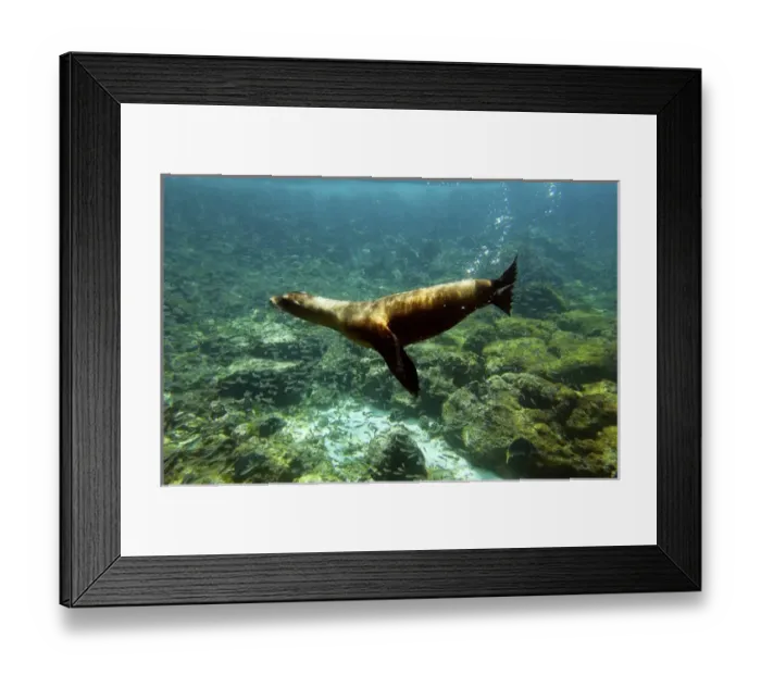 Framed Print : Galapagos sealion (Zalophus wollebaeki) Gardner Bay, Espaaa'ola (Hood) Island