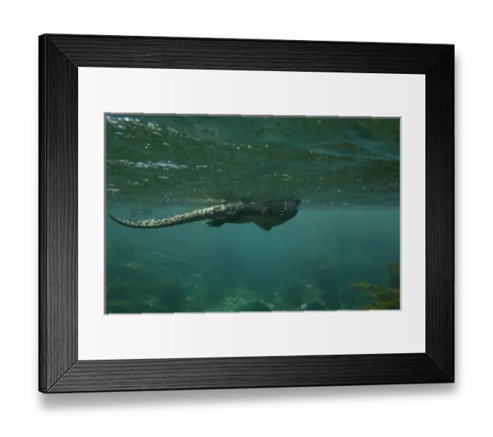 Framed Print : Marine Iguana (Amblyrhynchus cristatus) underwater as they go out to sea to feed Framed Print : Marine Iguana (Amblyrhynchus cristatus) underwater as they go out to sea to feed