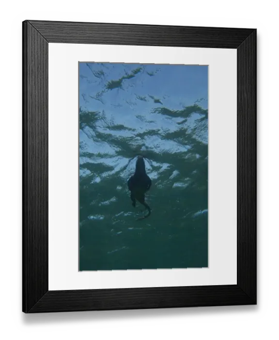 Framed Print : Marine Iguana (Amblyrhynchus cristatus) underwater as they go out to sea to feed Framed Print : Marine Iguana (Amblyrhynchus cristatus) underwater as they go out to sea to feed