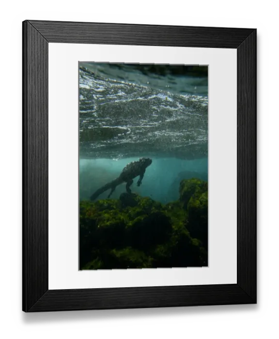 Framed Print : Marine Iguana (Amblyrhynchus cristatus) underwater as they go out to sea to feed Framed Print : Marine Iguana (Amblyrhynchus cristatus) underwater as they go out to sea to feed
