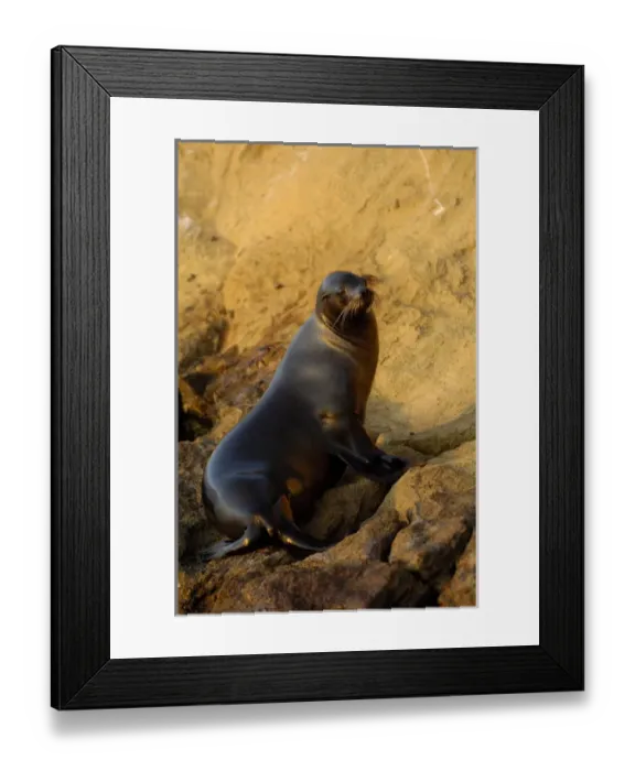 Framed Print : Galapagos sealion (Zalophus wollebaeki) Tagus Cove, Isabela Island Galapagos Islands Framed Print : Galapagos sealion (Zalophus wollebaeki) Tagus Cove, Isabela Island Galapagos Islands