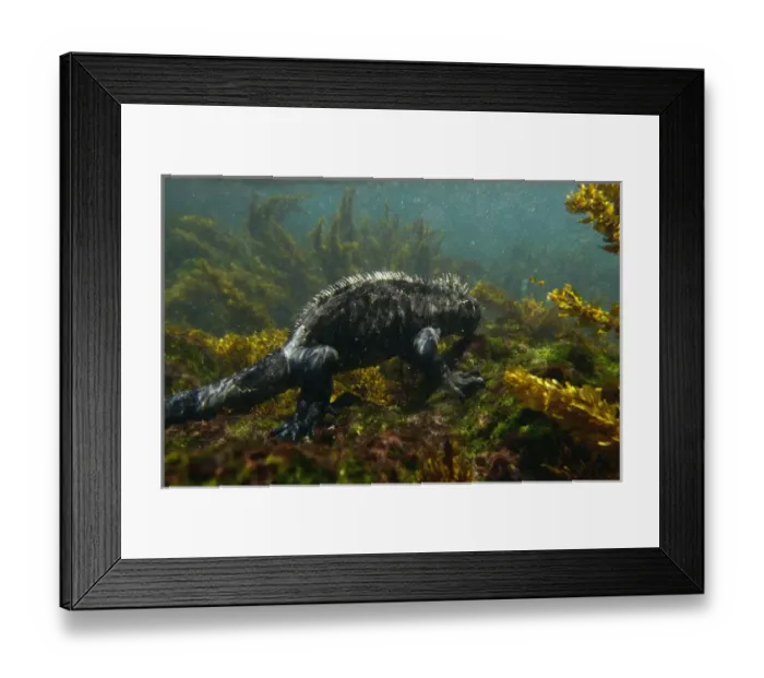 Framed Print : Marine Iguana (Amblyrhynchus cristatus) underwater as they go out to sea to feed Framed Print : Marine Iguana (Amblyrhynchus cristatus) underwater as they go out to sea to feed