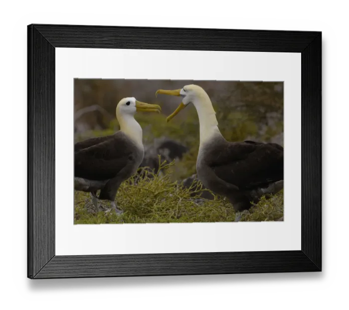 Framed Print : Waved albatross (Phoebastria irrorata) pair in courtship ritual which they perfect over the years Framed Print : Waved albatross (Phoebastria irrorata) pair in courtship ritual which they perfect over the years