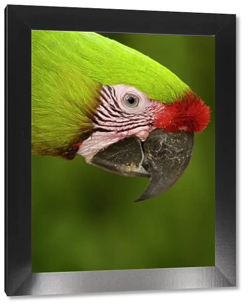 Military macaw (Ara militaris) CAPTIVE Amazon Rain Forest. ECUADOR. South America