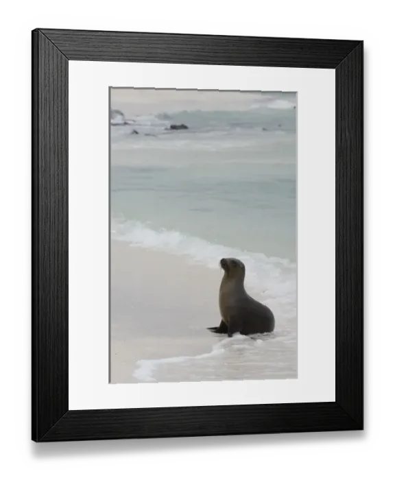 Framed Print : Galapagos sealion (Zalophus wollebaeki) Espanola or Hood Island, Galapagos Islands Framed Print : Galapagos sealion (Zalophus wollebaeki) Espanola or Hood Island, Galapagos Islands