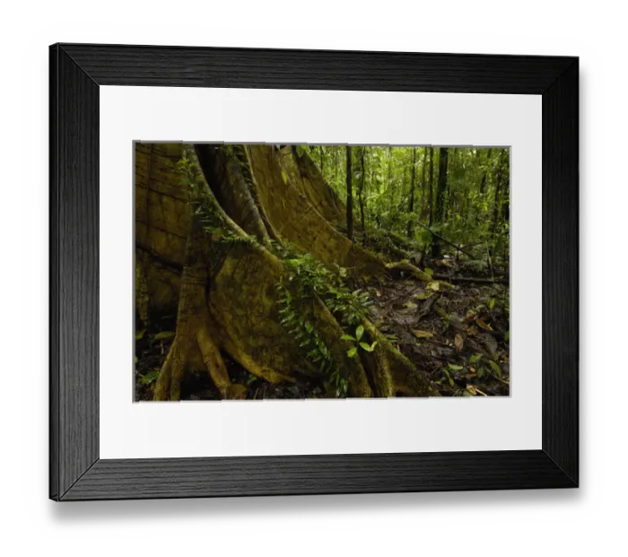 Framed Print : Buttress Roots Rain Forest Understory Yasuni National Park Biosphere Reserve Framed Print : Buttress Roots Rain Forest Understory Yasuni National Park Biosphere Reserve