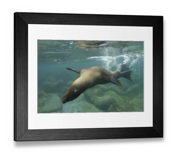 Framed Print : Galapagos sealion (Zalophus wollebaeki) underwater Espanola or Hood Island, Galapagos