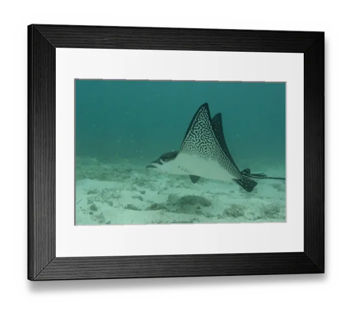 Framed Print : Spotted Eagle Ray (Aetobatus narinari) off of Darwin Island north Galapagos Archepelago Framed Print : Spotted Eagle Ray (Aetobatus narinari) off of Darwin Island north Galapagos Archepelago