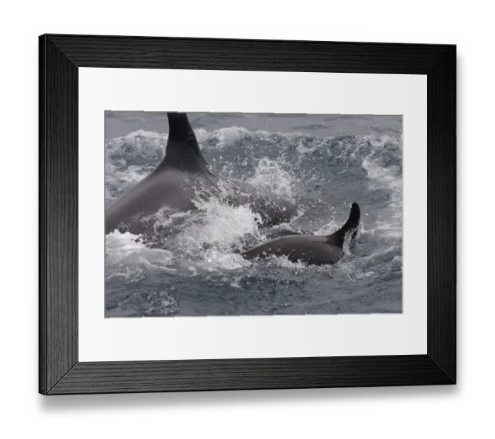 Framed Print : Killer Whales (Orcinus orca) Galapagos Islands ECUADOR. South America Framed Print : Killer Whales (Orcinus orca) Galapagos Islands ECUADOR. South America