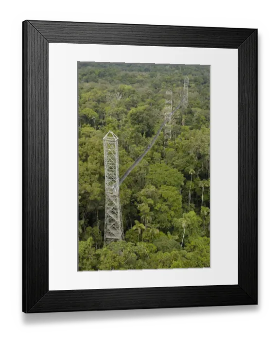 Framed Print : Canopy Walkway. Sacha Lodge on Pilche Cocha (lake). off Napo River, bordering Yasuni Framed Print : Canopy Walkway. Sacha Lodge on Pilche Cocha (lake). off Napo River, bordering Yasuni