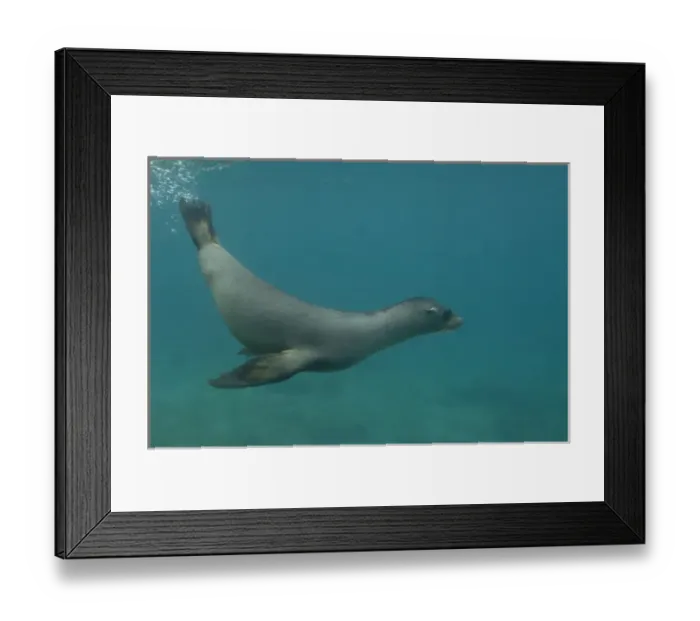 Framed Print : Galapagos sealion (Zalophus wollebaeki) underwater Espanola or Hood Island, Galapagos Framed Print : Galapagos sealion (Zalophus wollebaeki) underwater Espanola or Hood Island, Galapagos