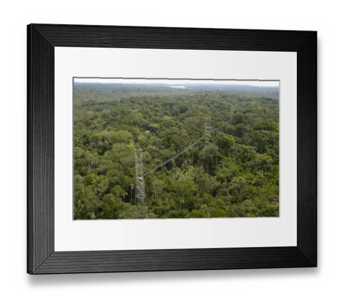Framed Print : Canopy Walkway. Sacha Lodge on Pilche Cocha (lake). off Napo River, bordering Yasuni