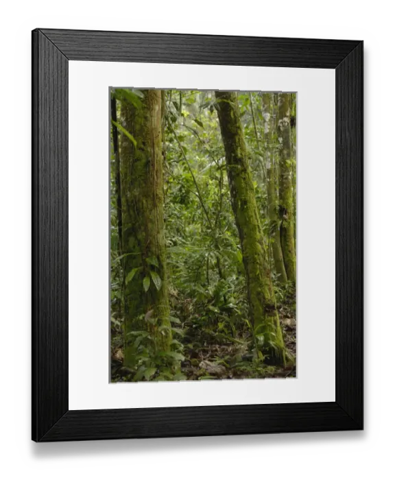 Framed Print : Rain Forest Understory Yasuni National Park Biosphere Reserve Amazon Rain Forest