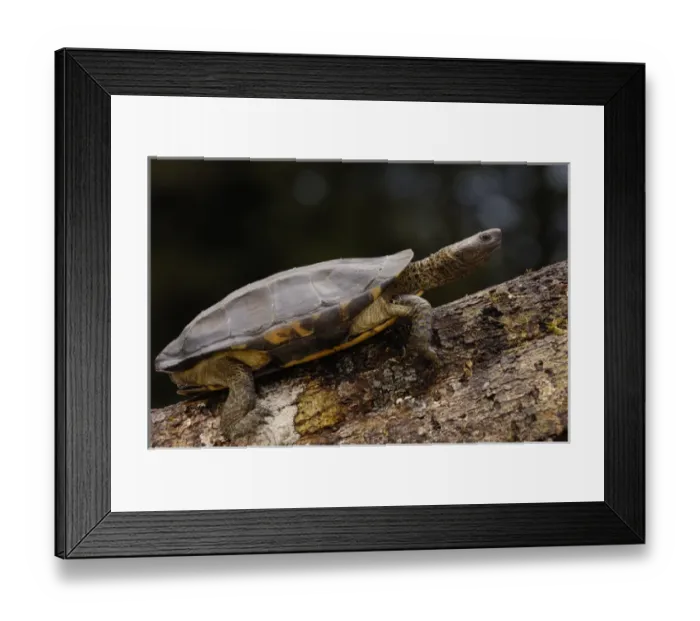 Framed Print : Twist-necked turtle (Platemys platycephala) CAPTIVE Amazon rainforest. ECUADOR Framed Print : Twist-necked turtle (Platemys platycephala) CAPTIVE Amazon rainforest. ECUADOR