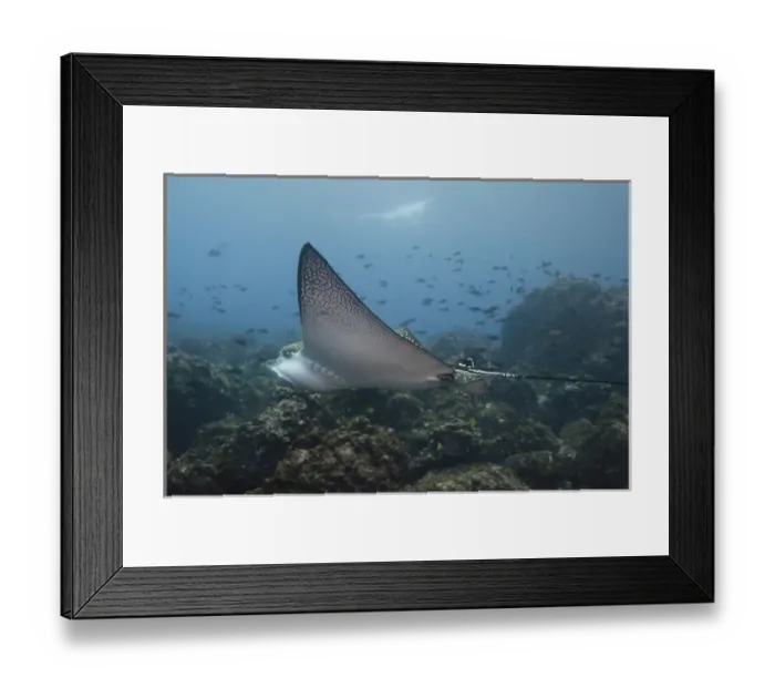 Framed Print : Spotted Eagle Ray (Aetobatus narinari) off of Darwin Island north Galapagos Archepelago