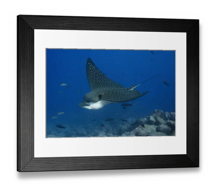 Framed Print : Spotted Eagle Ray (Aetobatus narinari) off of Darwin Island north Galapagos Archepelago Framed Print : Spotted Eagle Ray (Aetobatus narinari) off of Darwin Island north Galapagos Archepelago