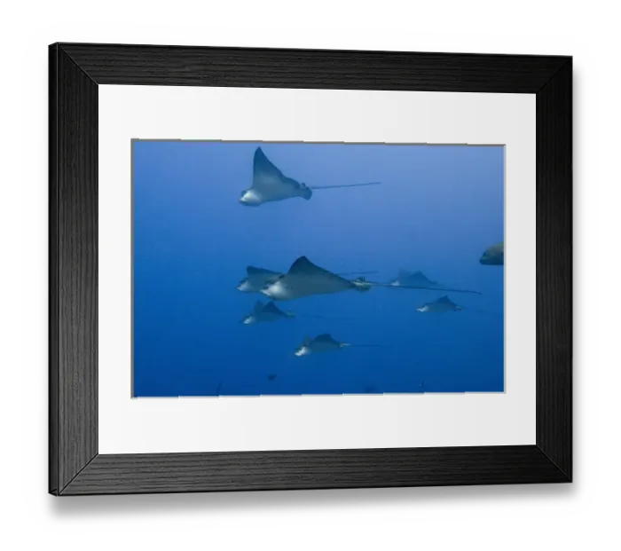 Framed Print : Spotted Eagle Ray (Aetobatus narinari) off of Darwin Island north Galapagos Archepelago Framed Print : Spotted Eagle Ray (Aetobatus narinari) off of Darwin Island north Galapagos Archepelago