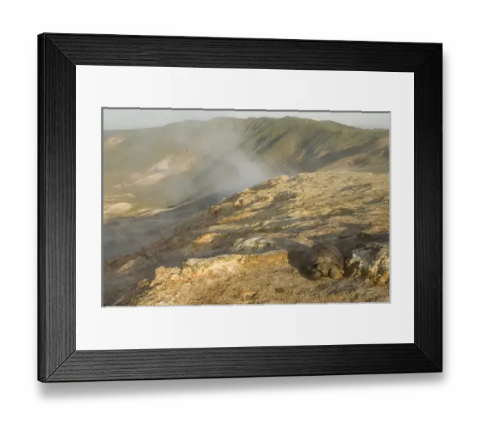 Framed Print : Galapagos Giant Tortoise (Geochelone elephantophus vandenburghi) and fumaroles Framed Print : Galapagos Giant Tortoise (Geochelone elephantophus vandenburghi) and fumaroles