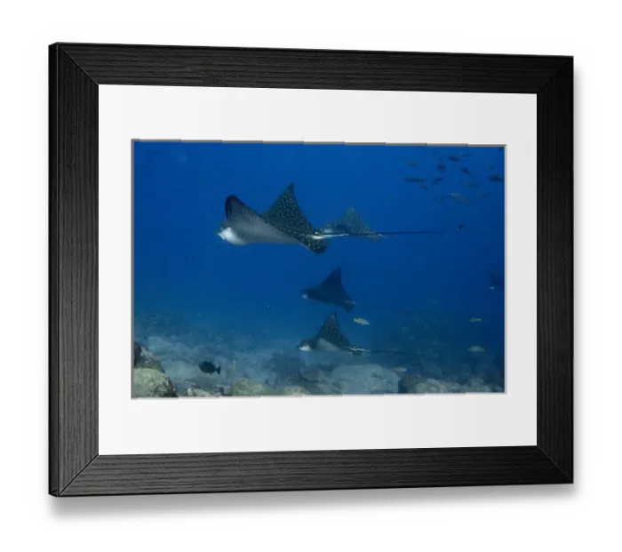 Framed Print : Spotted Eagle Ray (Aetobatus narinari) off of Darwin Island north Galapagos Archepelago Framed Print : Spotted Eagle Ray (Aetobatus narinari) off of Darwin Island north Galapagos Archepelago