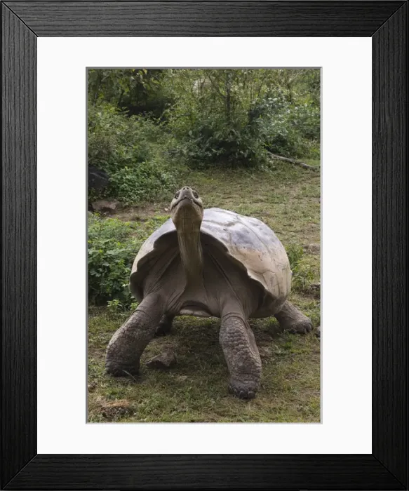 Framed Print : Galapagos Giant Tortoise (Geochelone elephantophus vandenburghi) Alcedo Volcano crater floor Framed Print : Galapagos Giant Tortoise (Geochelone elephantophus vandenburghi) Alcedo Volcano crater floor