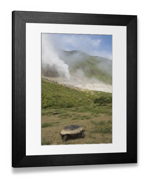 Framed Print : Galapagos Giant Tortoise (Geochelone elephantophus vandenburghi) and Steam Vent Framed Print : Galapagos Giant Tortoise (Geochelone elephantophus vandenburghi) and Steam Vent