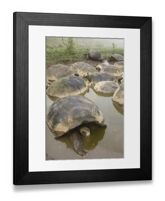 Framed Print : Galapagos Giant Tortoises (Geochelone elephantophus vandenburghi) Alcedo Volcano crater floor